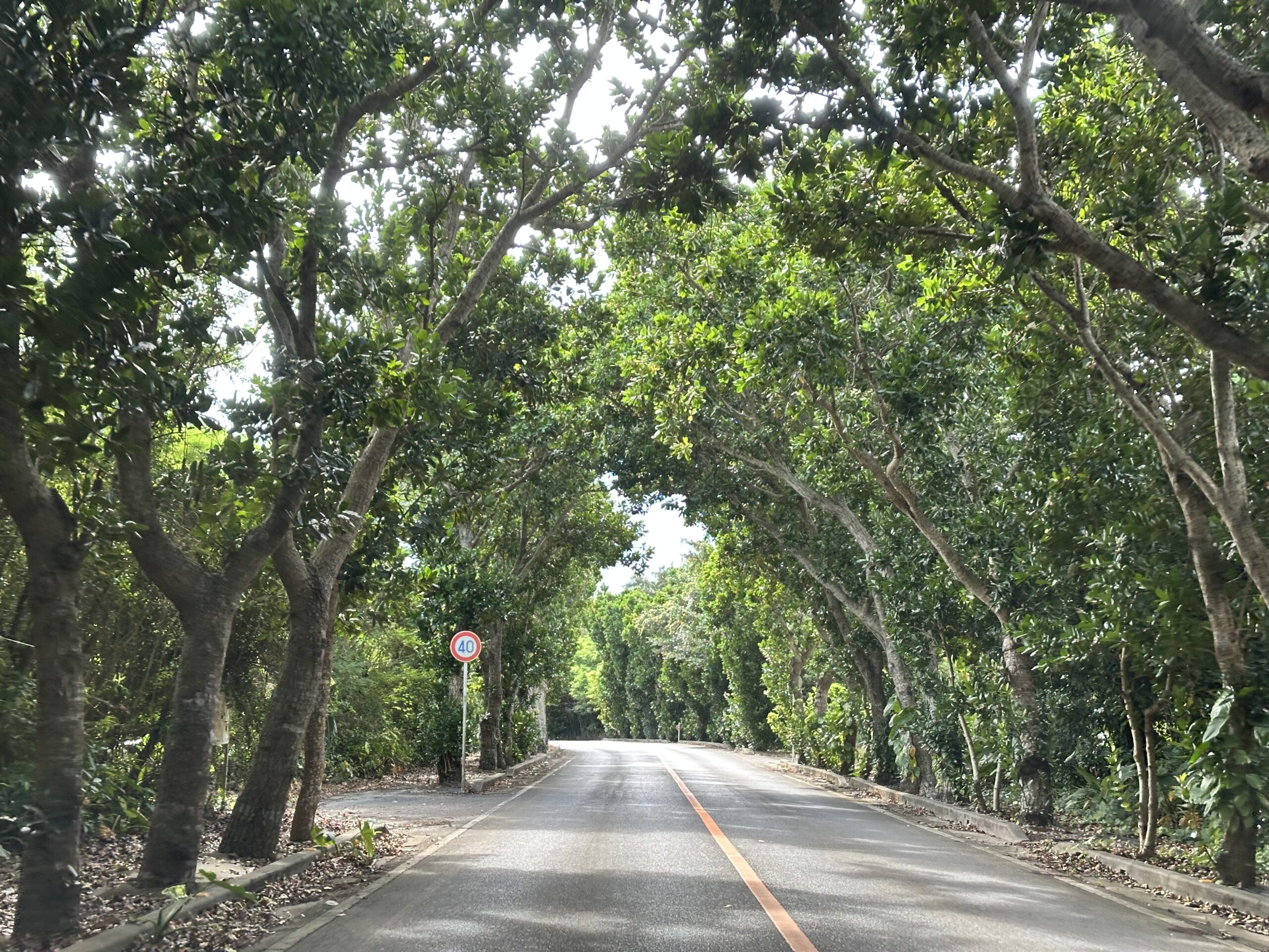 CHAMPTOUR宮古島|ウミガメシュノーケル/スキンダイビング/クリアSUP/ヤシガニの写真